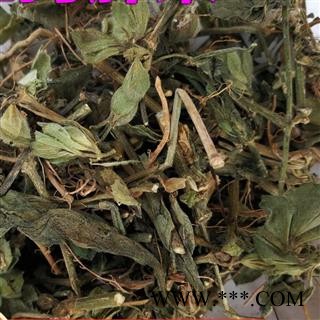 圣草康园路边青 狗肝菜、金龙棒、猪肝菜、路边青、羊肝菜图1