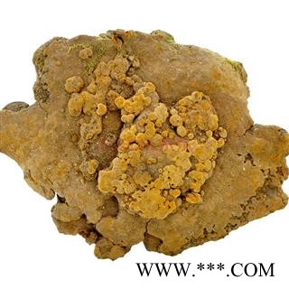 灵芝 斑褐孔菌 野生斑褐孔菌 瑞芝堂产地直销1000克图2