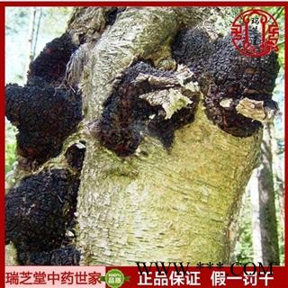 灵芝 桦褐孔菌 白桦茸  瑞芝堂产地直销1000克图3