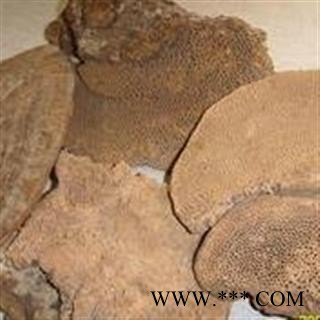 圣草康园 灵芝 蜂窝灵芝 毛蜂窝图3