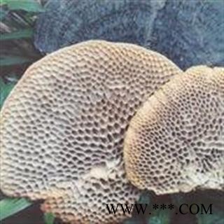 圣草康园 灵芝 蜂窝灵芝 毛蜂窝图2