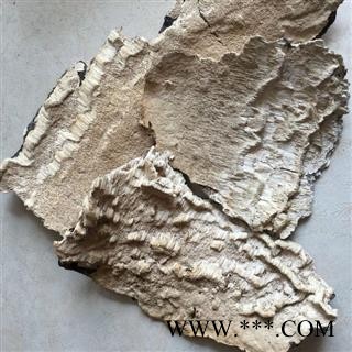 圣草康园白耙齿菌长白山白耙齿菌白耙齿菌图4