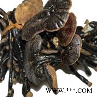 圣草康园中药材 竹灵芝  竹灵芝图2