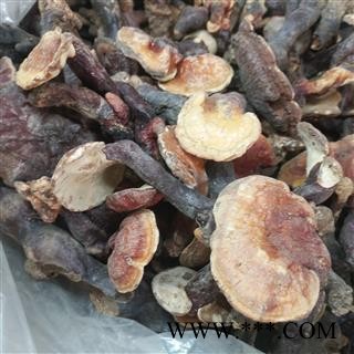 诺源药材行河南野生灵芝 伏牛山灵芝图2