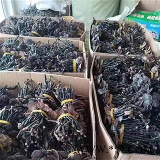 野生竹灵芝 个子均匀 自然色【道地药材 品种齐全】图3