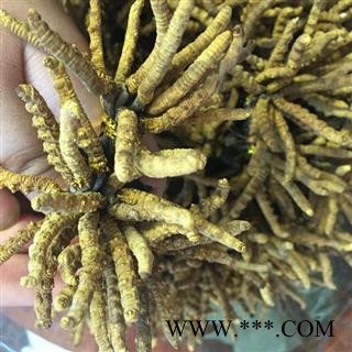 冬虫夏草精选3000条（3条／克）、产地西藏自治区那曲地区图2