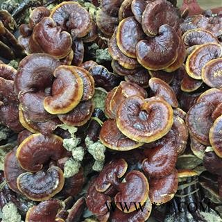 灵芝 金边灵芝 金边赤芝 红灵芝图3