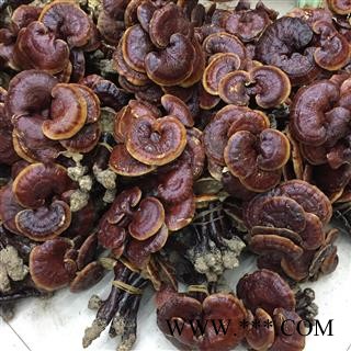 灵芝 金边灵芝 金边赤芝 红灵芝图2