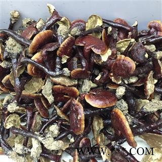 灵芝 金边灵芝 金边赤芝 红灵芝图4