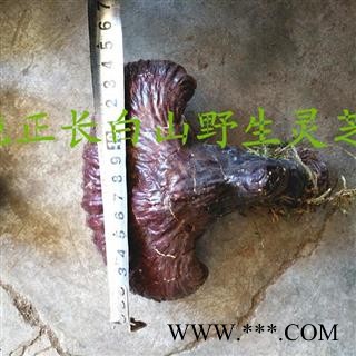 灵芝 长白山野生灵芝大片 产地 吉林省白山市抚松县图3