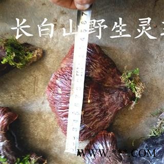 灵芝 长白山野生灵芝大片 产地 吉林省白山市抚松县图2