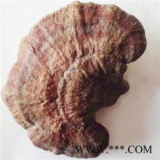 木灵芝 统 产地 吉林省白山市抚松县，产地直供，假一赔十图3