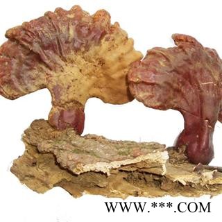 木灵芝 统 产地 吉林省白山市抚松县，产地直供，假一赔十图2