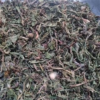 蒲公英 家种蒲公英绿色统段 产地 山东省图4