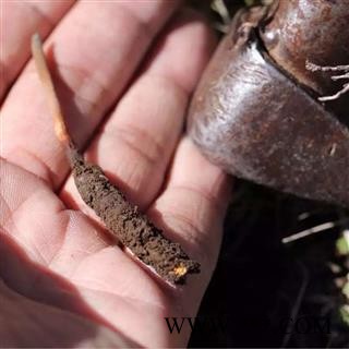 冬虫夏草 虫草断肉节 产地 西藏自治区图3