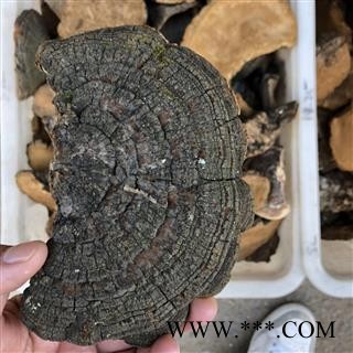 桑黄 桑黄中个 别称-槐耳 猢狲眼 桑耳 桑臣 桑黄菇 桑黄菰 梅树菌 产地 黑龙江省图3