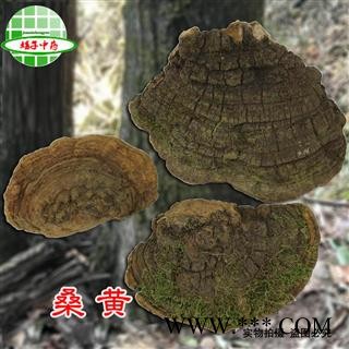 桑黄 桑黄中个 别称-槐耳 猢狲眼 桑耳 桑臣 桑黄菇 桑黄菰 梅树菌 产地 黑龙江省图2