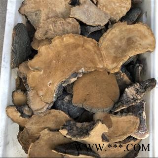 桑黄 桑黄中个 别称-槐耳 猢狲眼 桑耳 桑臣 桑黄菇 桑黄菰 梅树菌 产地 黑龙江省图4