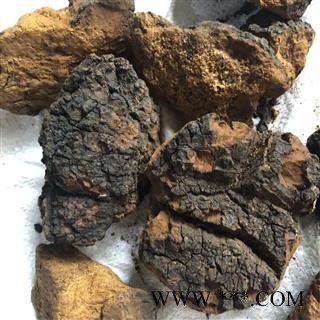 白桦茸 正品 桦树茸 1-2年生 白桦泪 桦树泪 桦树黄 桦树菇 桦褐孔菌  产地 黑龙江省图2