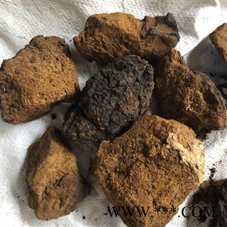 白桦茸 正品 桦树茸 1-2年生 白桦泪 桦树泪 桦树黄 桦树菇 桦褐孔菌  产地 黑龙江省图3