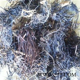 圣草康园福寿草 献岁菊 冰凉花长春菊,岁菊,冰里花,顶冰花,冰凉花,雪莲花,冰郎花图2