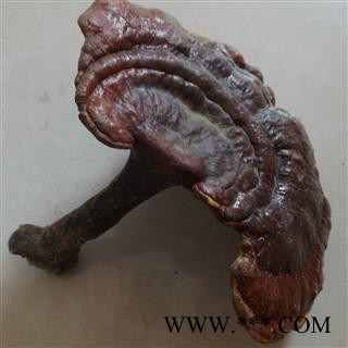 野生灵芝 纯野生假一赔十 产地 河南省图3