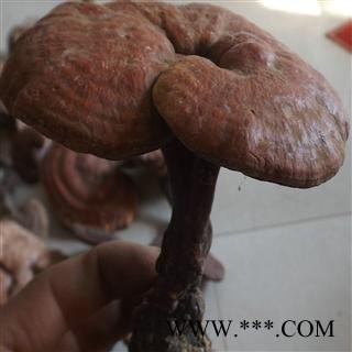 野生灵芝 纯野生假一赔十 产地 河南省图2