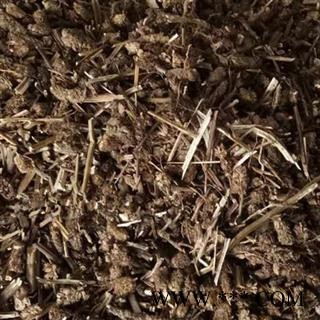 圣草康园山芝麻 山芝麻草图2