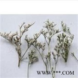 中药材 情人草 跳舞草 无风自动草 风流草图2