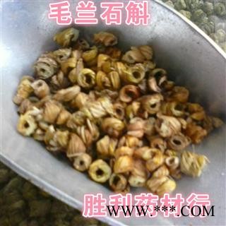 圣草康园石斛  毛兰石斛图2