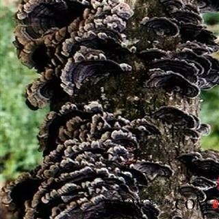 灵芝 云芝 中药材入药瑞芝堂产地直销1000克 规格齐全 一站购齐图3