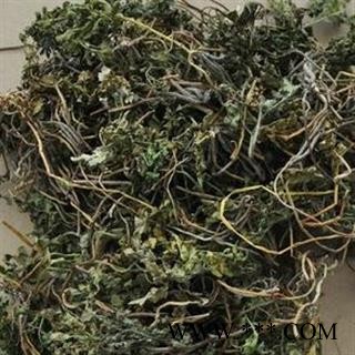 圣草康园小春花 一朵云 破天云 阴地蕨 独立金鸡 散血叶 产地 甘肃图1