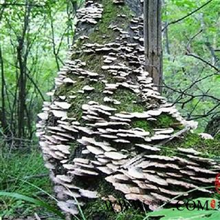 灵芝 云芝 中药材入药瑞芝堂产地直销1000克 规格齐全 一站购齐图2