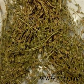 圣草康园小米草  芒小米草 药用小米草祛除黑眼圈草图2