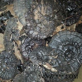 圣草康园中药材紫灵芝 黑灵芝图2