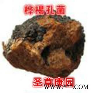 圣草康园中药材灵芝白桦茸 桦树黄 桦树菇、桦褐孔菌、西伯利亚灵芝图2