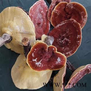 圣草康园灵芝 金边灵芝 整枝有柄金边灵芝 黄灵芝 今年新货图3