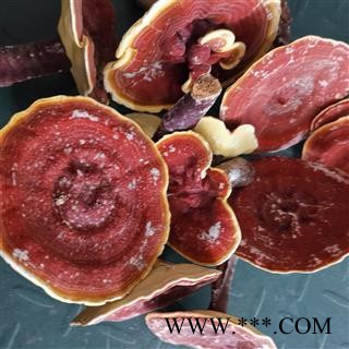 圣草康园灵芝 金边灵芝 整枝有柄金边灵芝 黄灵芝 今年新货图2