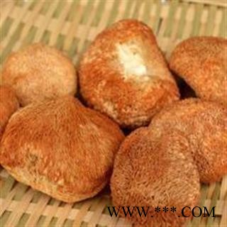 圣草康园猴头菇 猴头蘑 猴头菌图2