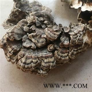 圣草康园云芝 千层蘑 黄云芝、灰芝、瓦菌统35，选48图3