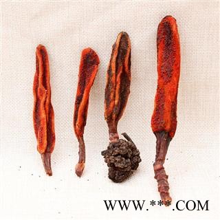 回春草 顶天柱 草丛蓉不老草云南泡水煲汤泡酒料图2