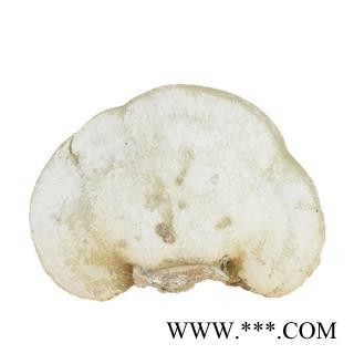 九盛堂 白灵芝 白林芝 玉芝 桦剥管菌图3