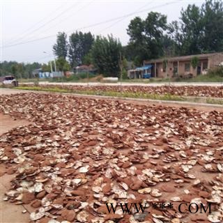灵芝 山东家种赤灵芝长片统片 产地 山东省聊城市冠县图3