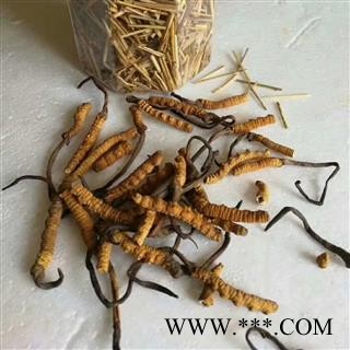 冬虫夏草  4000条精选  青海玉树   【专业批发 品种齐全】图3