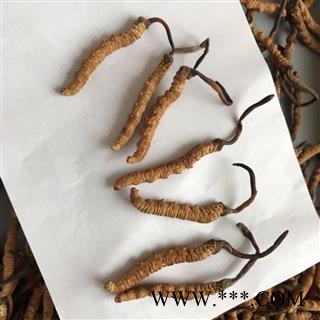 冬虫夏草  4000条精选  青海玉树   【专业批发 品种齐全】图4