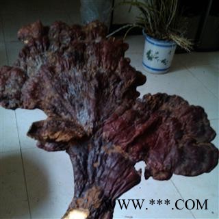 森林黄金 西藏野生桑树桑黄 桑耳 金边桑黄灵芝 、高原灵芝、多年生灵芝 统货、贵州省毕节威宁产图2