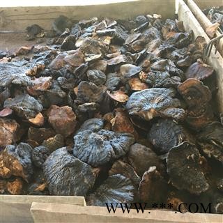 野生薄树芝特大 （直径15公分以上）黑块灵芝 产地直销图4