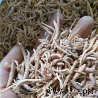 太子参个 小统 产地 贵州省图2