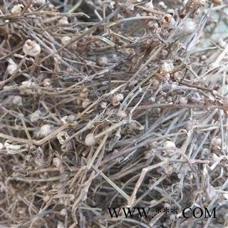 白花蛇舌草 白花蛇舌草  野生 统货 产地 江西省萍乡市图3