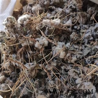 瑞森药材行点地梅 （非蛇莓代替）喉咙草 佛顶珠 白花草 清明花 天星花 铜钱草图3